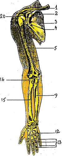 Скелет верхней конечности (правой)