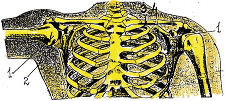 Скелет грудной клетки